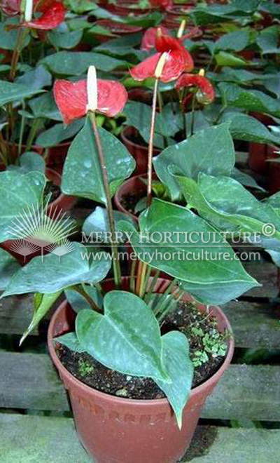 Anthurium Red Champion1
